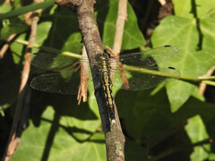 Orthetrum albistylum