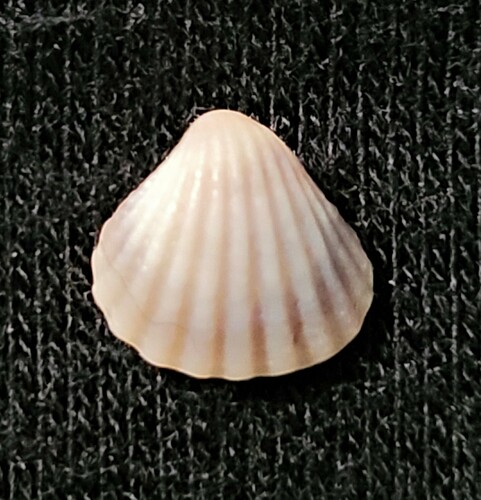 Three-tooth Carditid