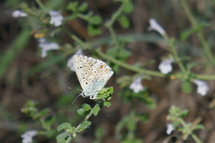 Polyommatus hispana