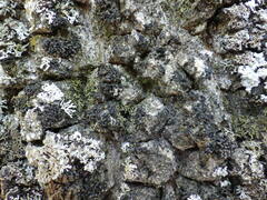 Staurolemma omphalarioides