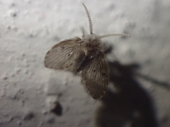 Clogmia