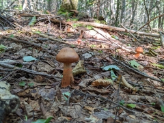 Cortinarius armillatus