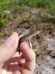 Aspidoscelis sexlineatus