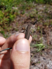 Aspidoscelis sexlineatus