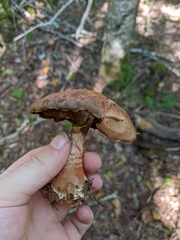 Cortinarius armillatus