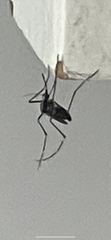 Stegomyia