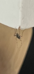 Stegomyia