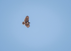 Buteo brachypterus