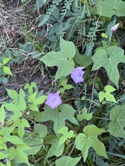 Ipomoea hederacea
