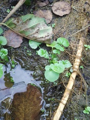 Cardamine amara