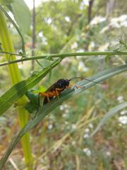 Pimpla pedalis