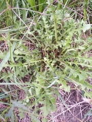 Taraxacum erythrospermum