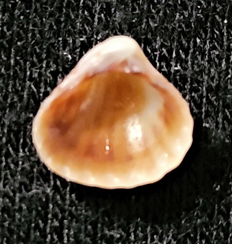 Three-tooth Carditid