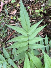 Sambucus gaudichaudiana