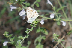 Polyommatus hispana