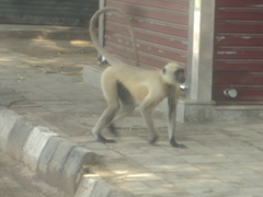 Semnopithecus entellus