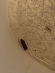 Heteroderes amplicollis