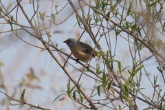 Rauenia bonariensis