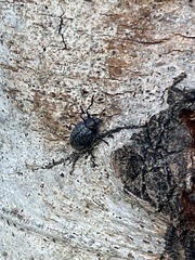 Cypherotylus californicus