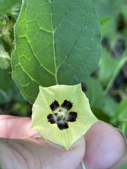 Physalis cinerascens