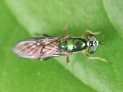 Sarginae