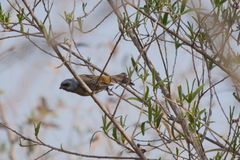 Rauenia bonariensis