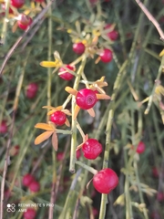 Osyris alba