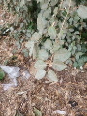 Elaeagnus pungens