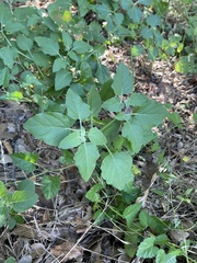 Physalis cinerascens
