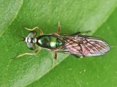 Sarginae