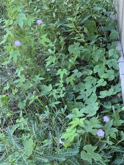 Ipomoea hederacea