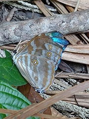 Morpho uraneis
