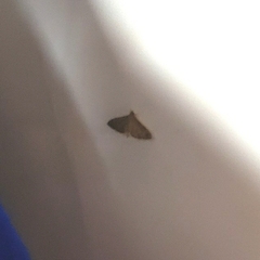 Herpetogramma phaeopteralis