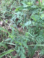 Ambrosia artemisiifolia