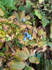 Caulophyllum thalictroides