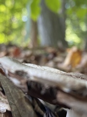 Agaricus placomyces