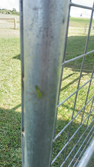 Peucetia viridans