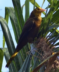 Psarocolius angustifrons