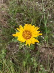 Grindelia ciliata