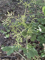 Arnoglossum atriplicifolium