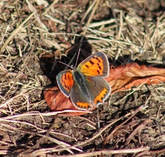 Lycaena phlaeas hypophlaeas