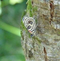 Catagramma pygas thamyras