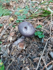 Cortinarius violaceus
