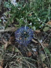 Echinops ritro ruthenicus