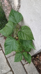 Catalpa bignonioides