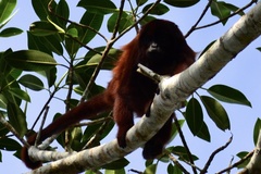 Alouatta