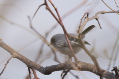 Polioptila dumicola