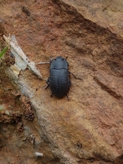 Asiopus minimus