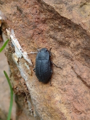 Asiopus minimus
