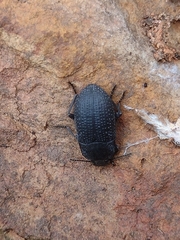 Asiopus minimus